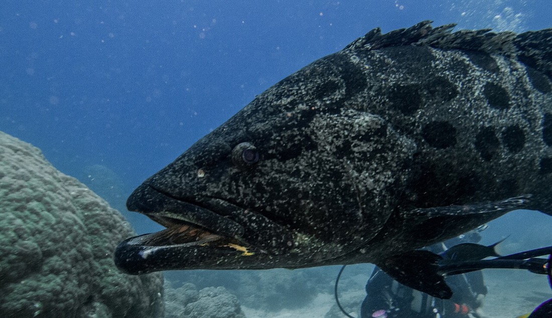 Potato Cod