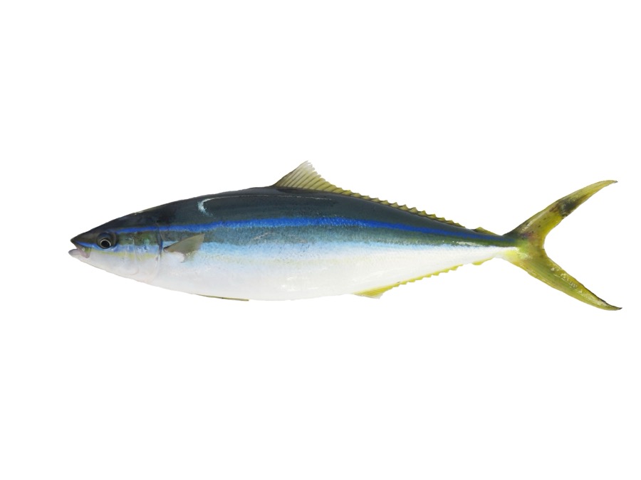 Rainbow Runner