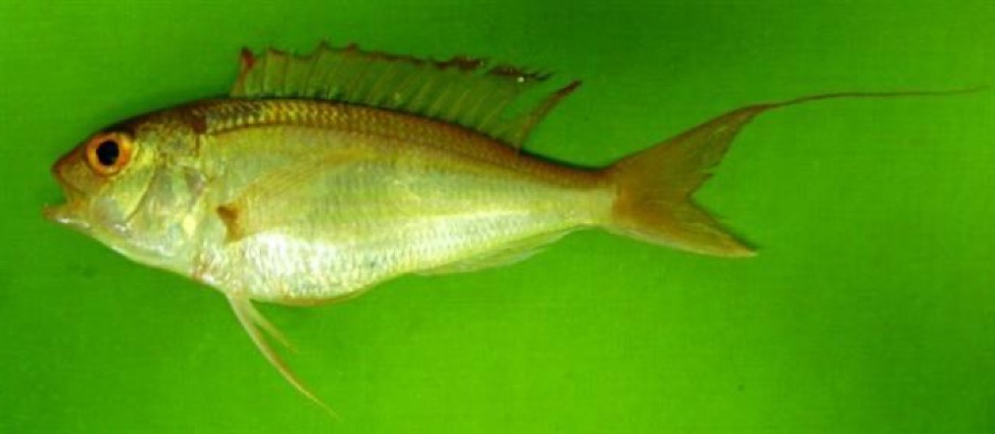 Randall's Threadfin Bream