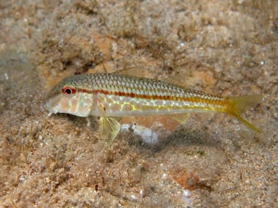 Red Mullet