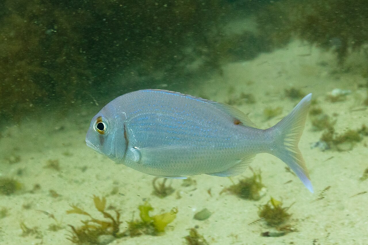 Red Porgy (Common Seabream)