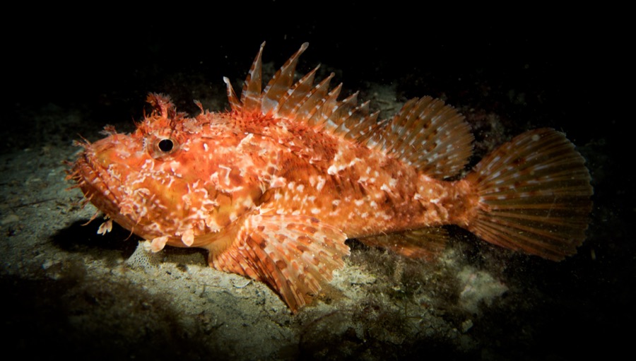 Red Scorpionfish