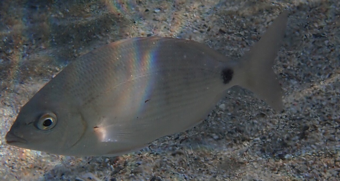 Red Sea Seabream