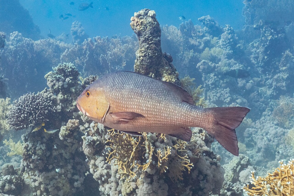 Red Snapper