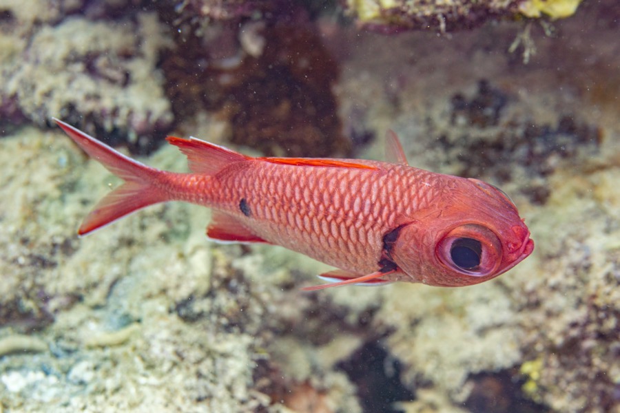 Red Soldierfish