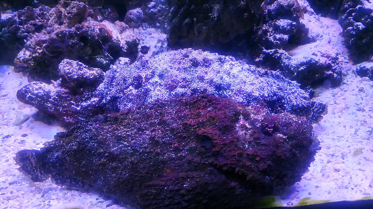 Reef Stonefish