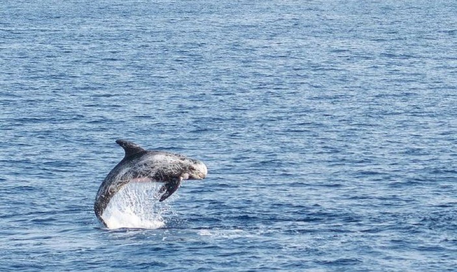 Risso's Dolphin