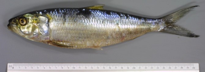 Round Sardinella