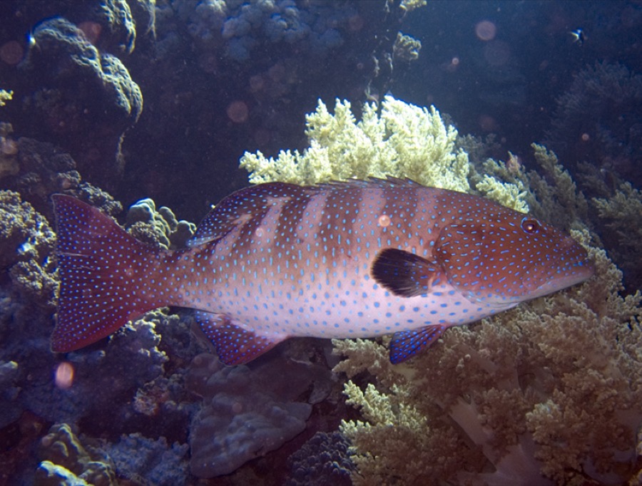 Roving Coral Grouper