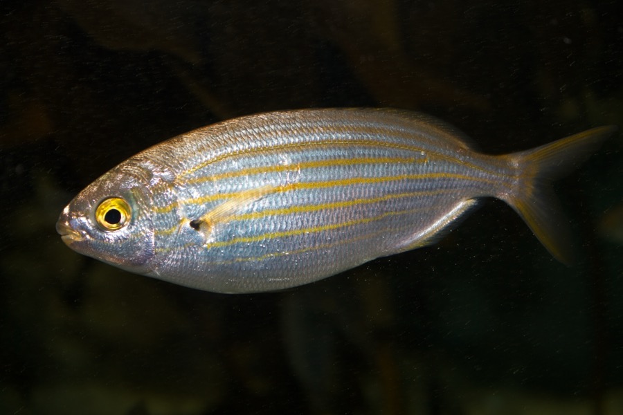 Salema Porgy
