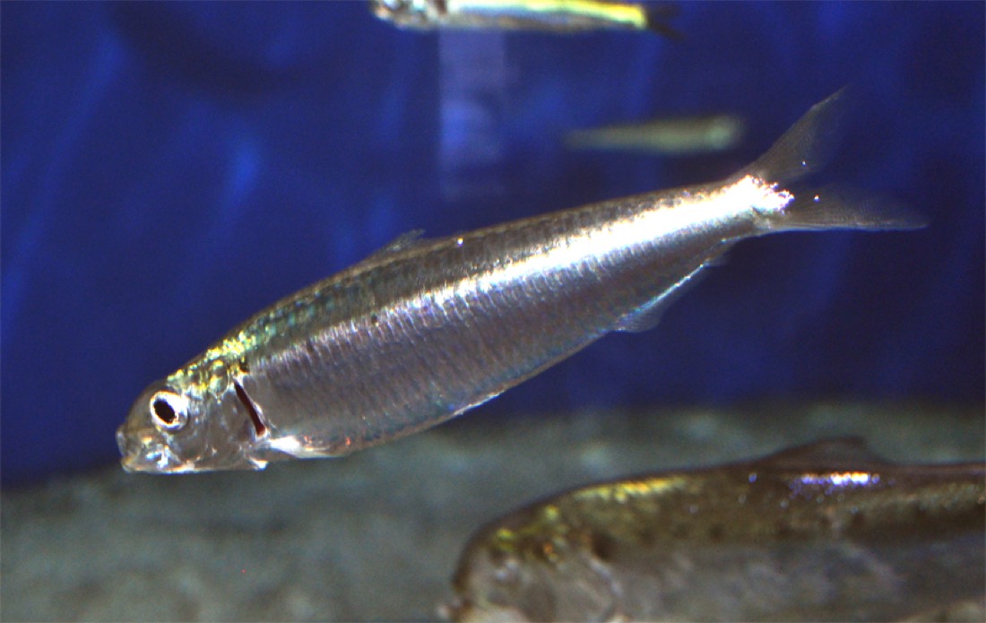 European Pilchard (Sardine)