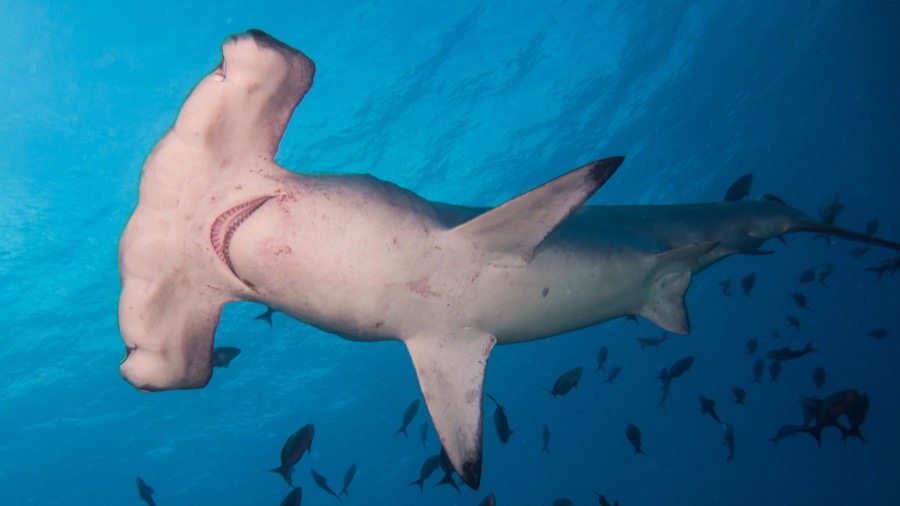 Scalloped Hammerhead