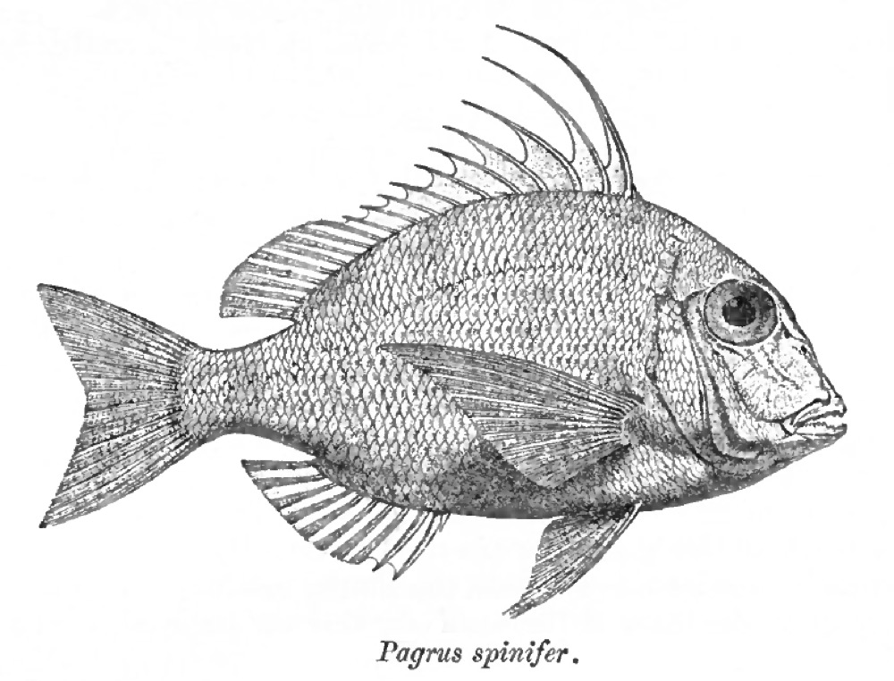 Seabream