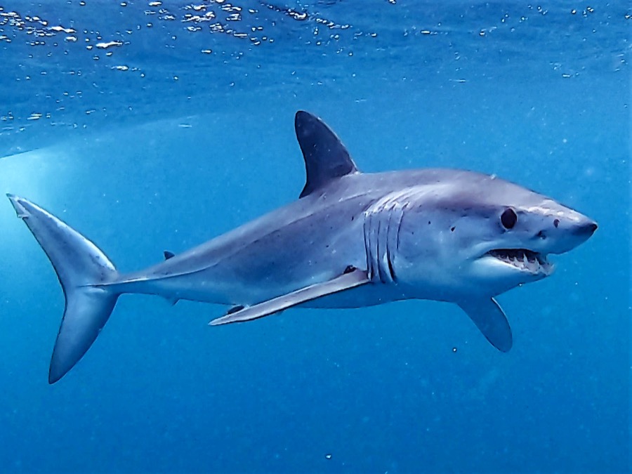 Shortfin Mako