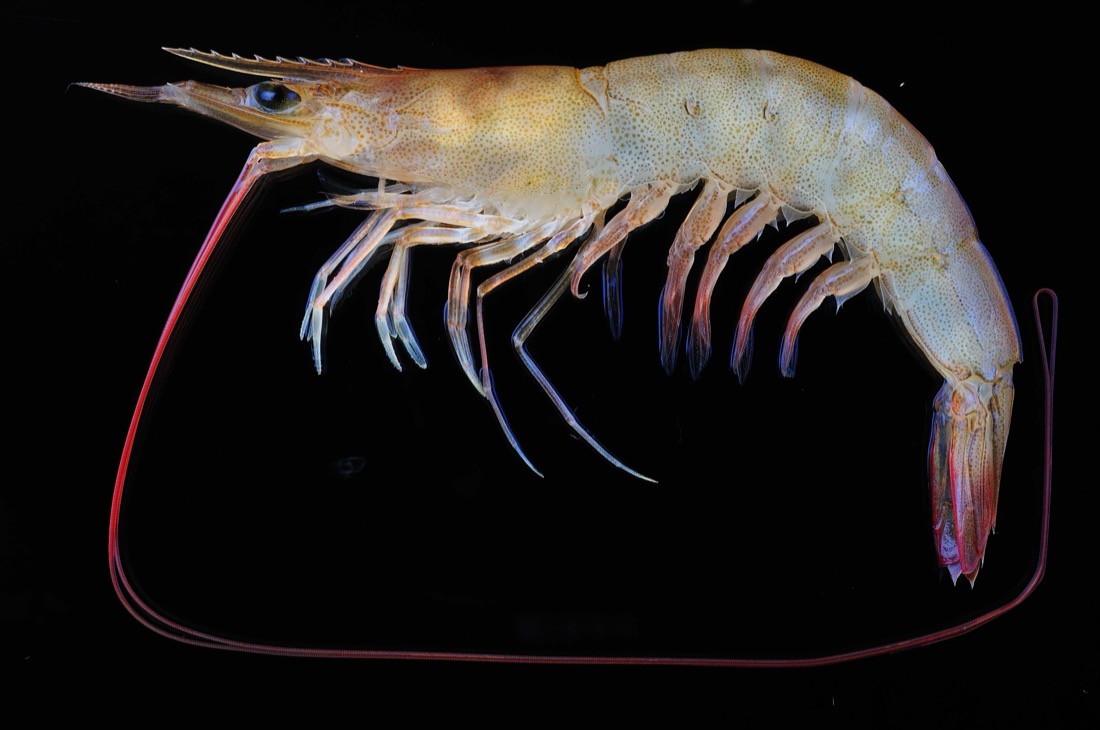 King Prawn