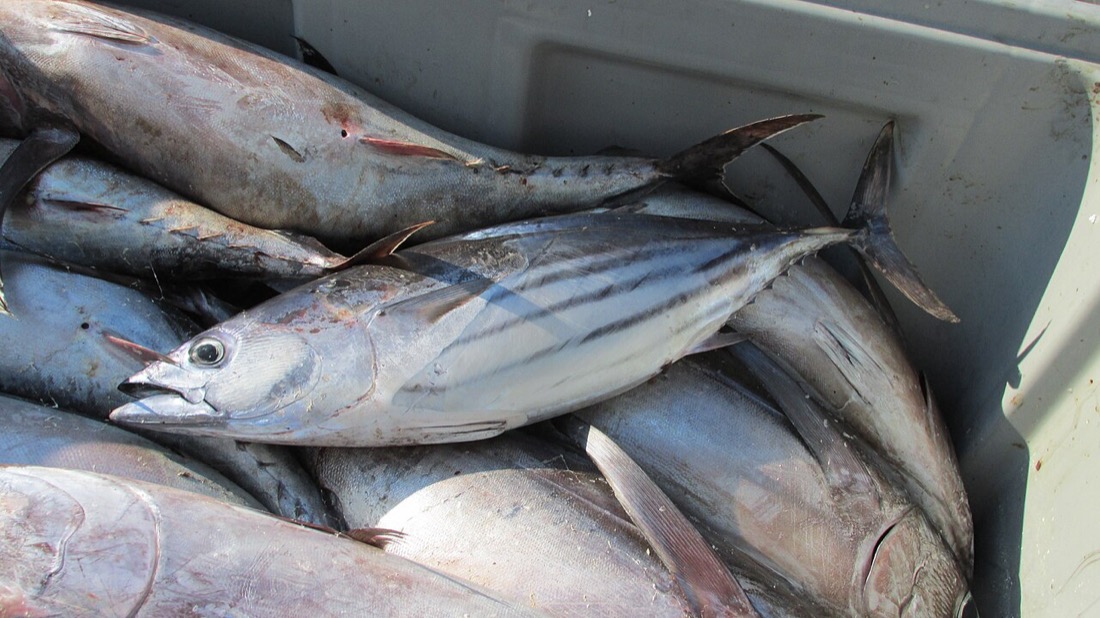 Skipjack Tuna