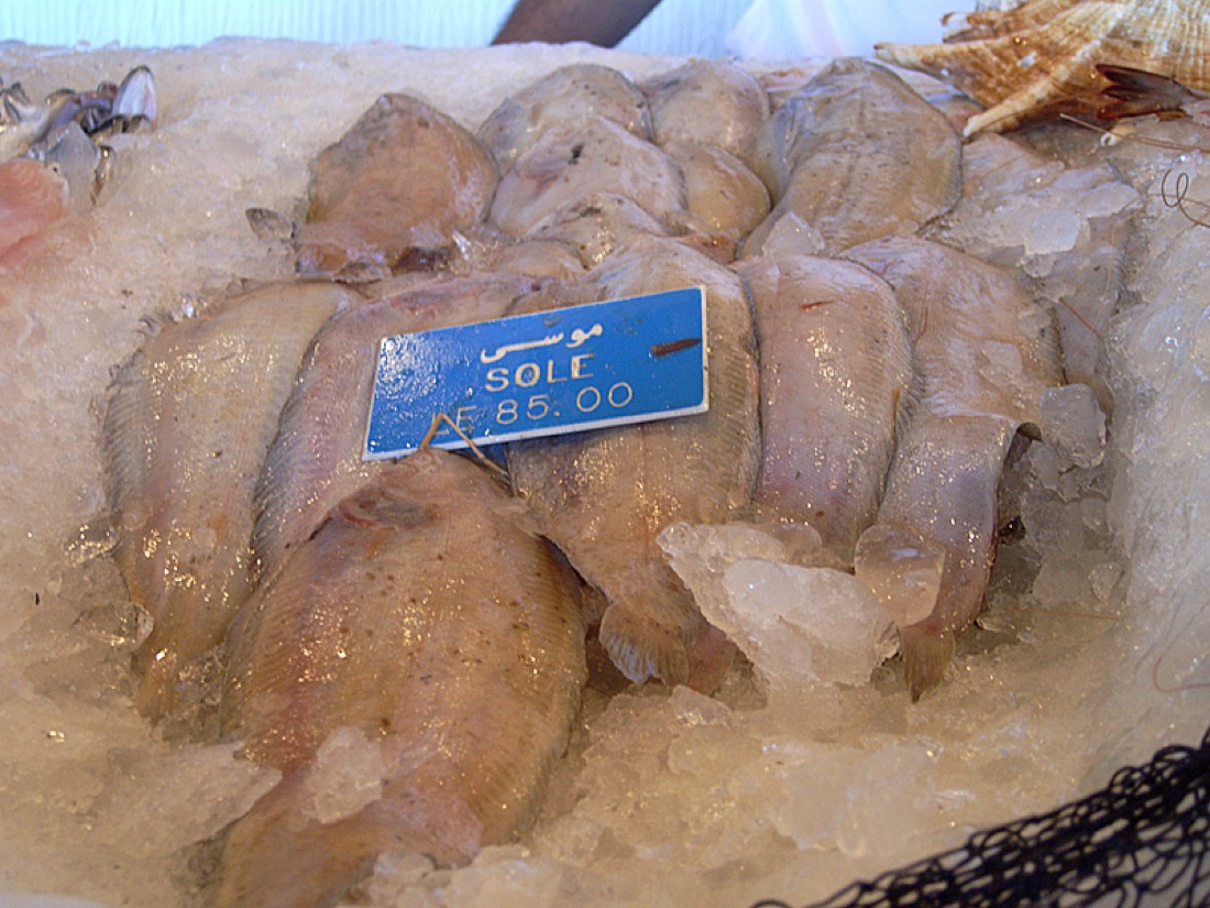 Egyptian Sole