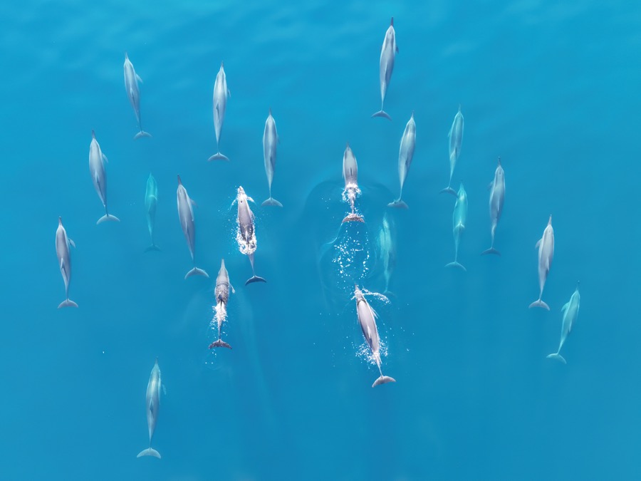 Spinner Dolphin