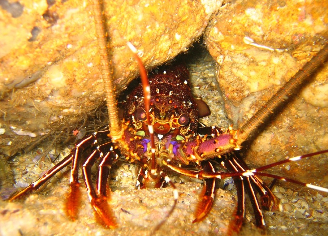 Pronghorn Spiny Lobster