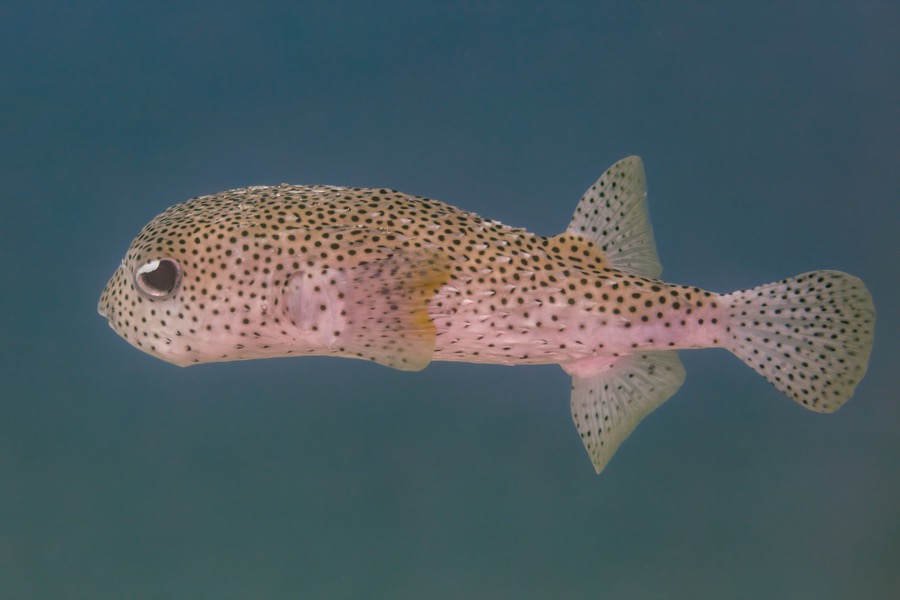 Spotted Porcupinefish