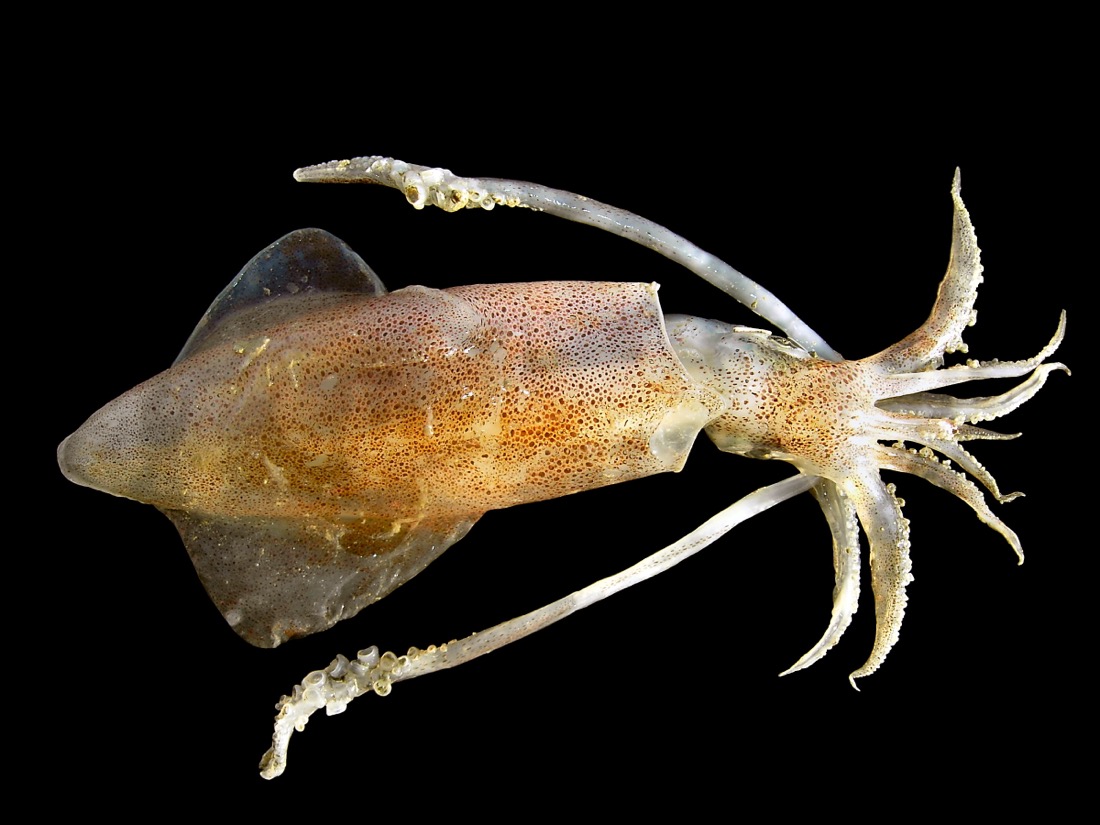 European Squid (Calamari)