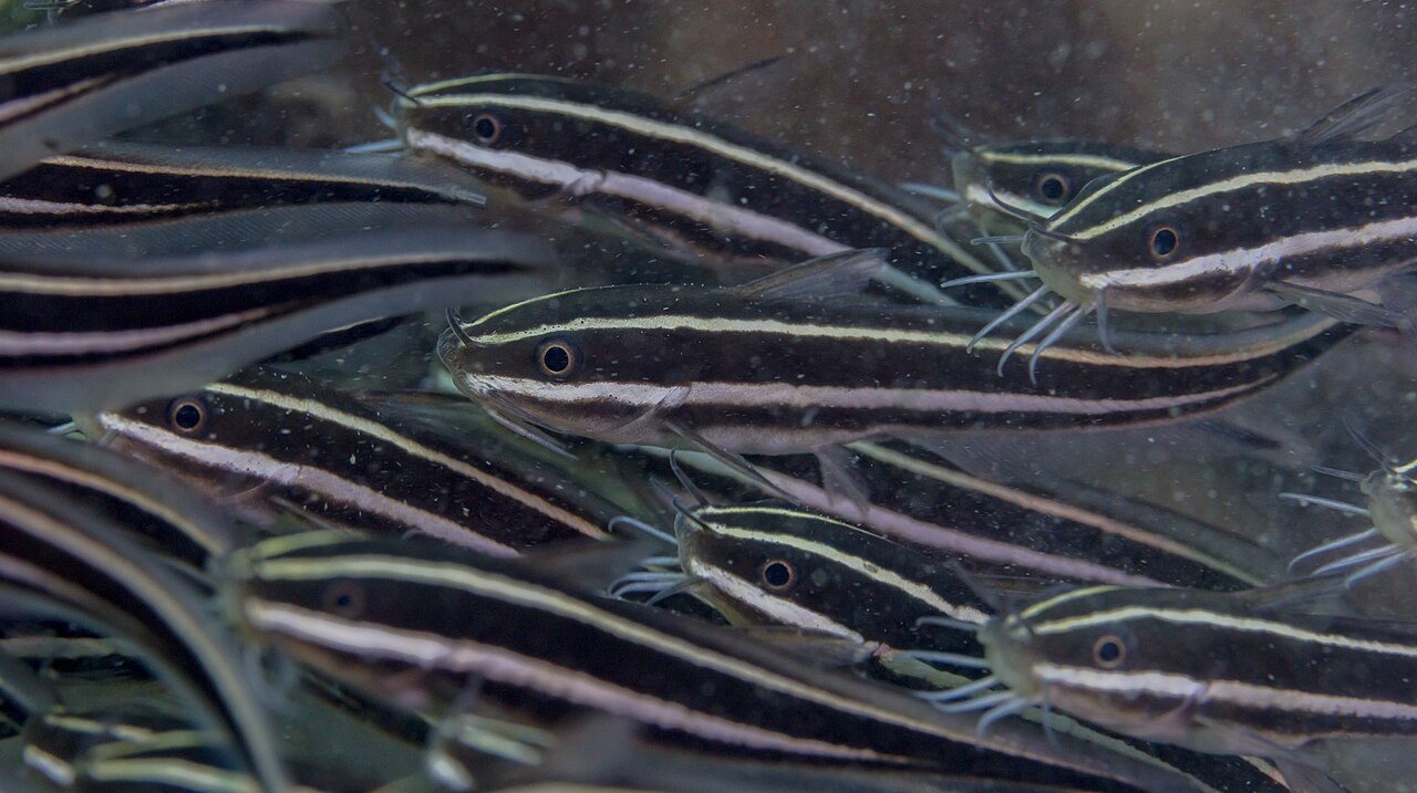 Striped Eel Catfish