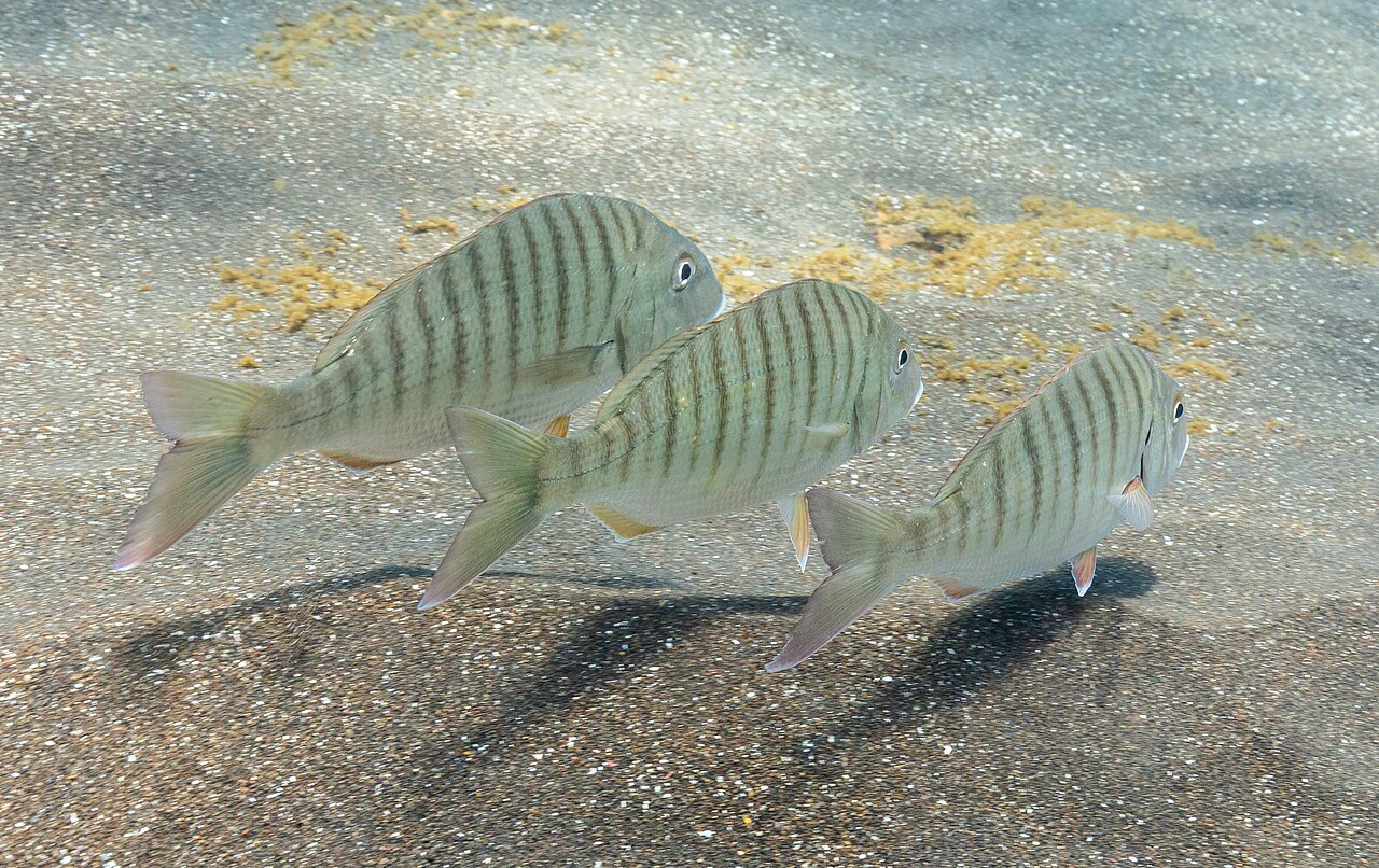 Striped Seabream (Sand Steenbras)