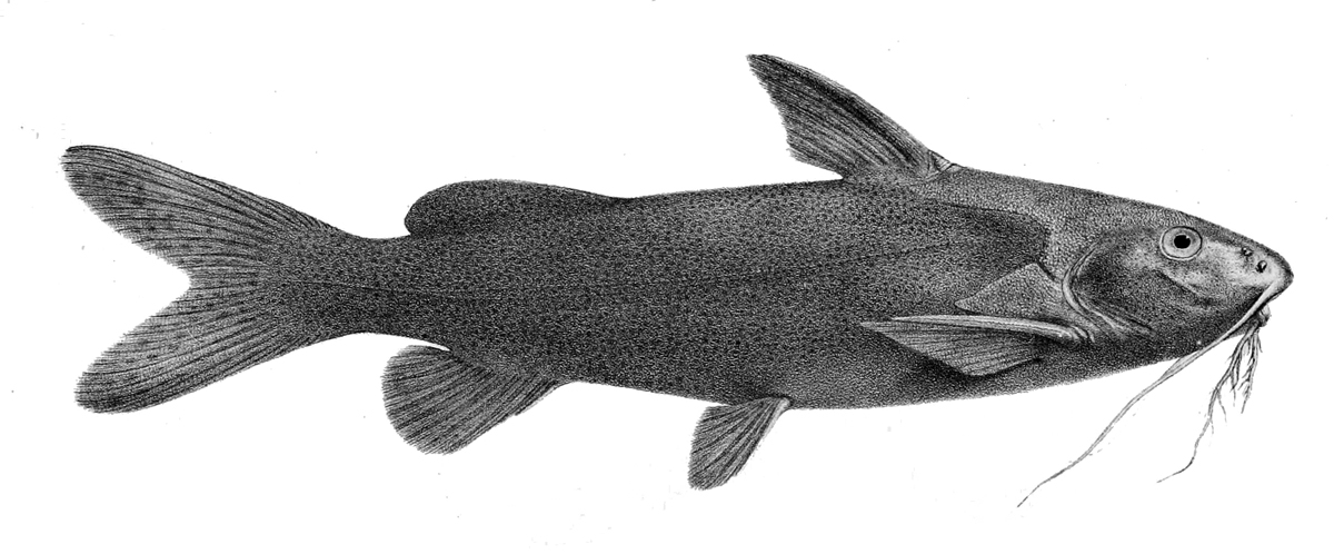 Nile Squeaker Catfish