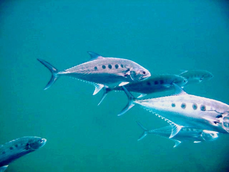 Talang Queenfish