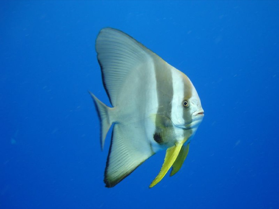 Teira Batfish