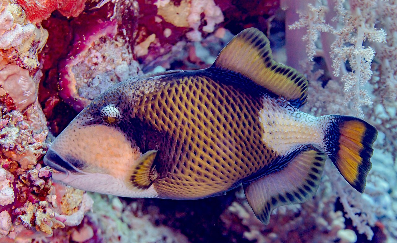 Titan Triggerfish