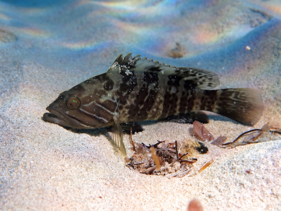 White Grouper