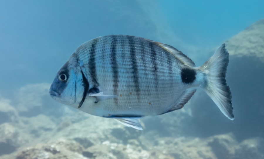 White Seabream