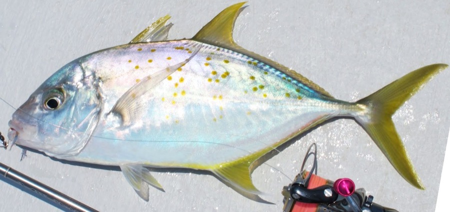 Yellowspotted (Brassy) Trevally